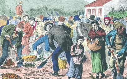 W XIX-wiecznej Irlandii ziemniaki stanowiły podstawę diety najuboższych warstw społeczeństwa