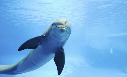 Zakaz pływania. Delfin natrętnie szuka towarzystwa