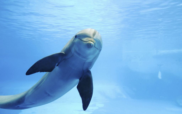 Zakaz pływania. Delfin natrętnie szuka towarzystwa