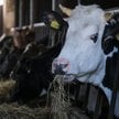 Komornik: wyłączenie wszystkich zwierząt spod egzekucji to krok za daleko