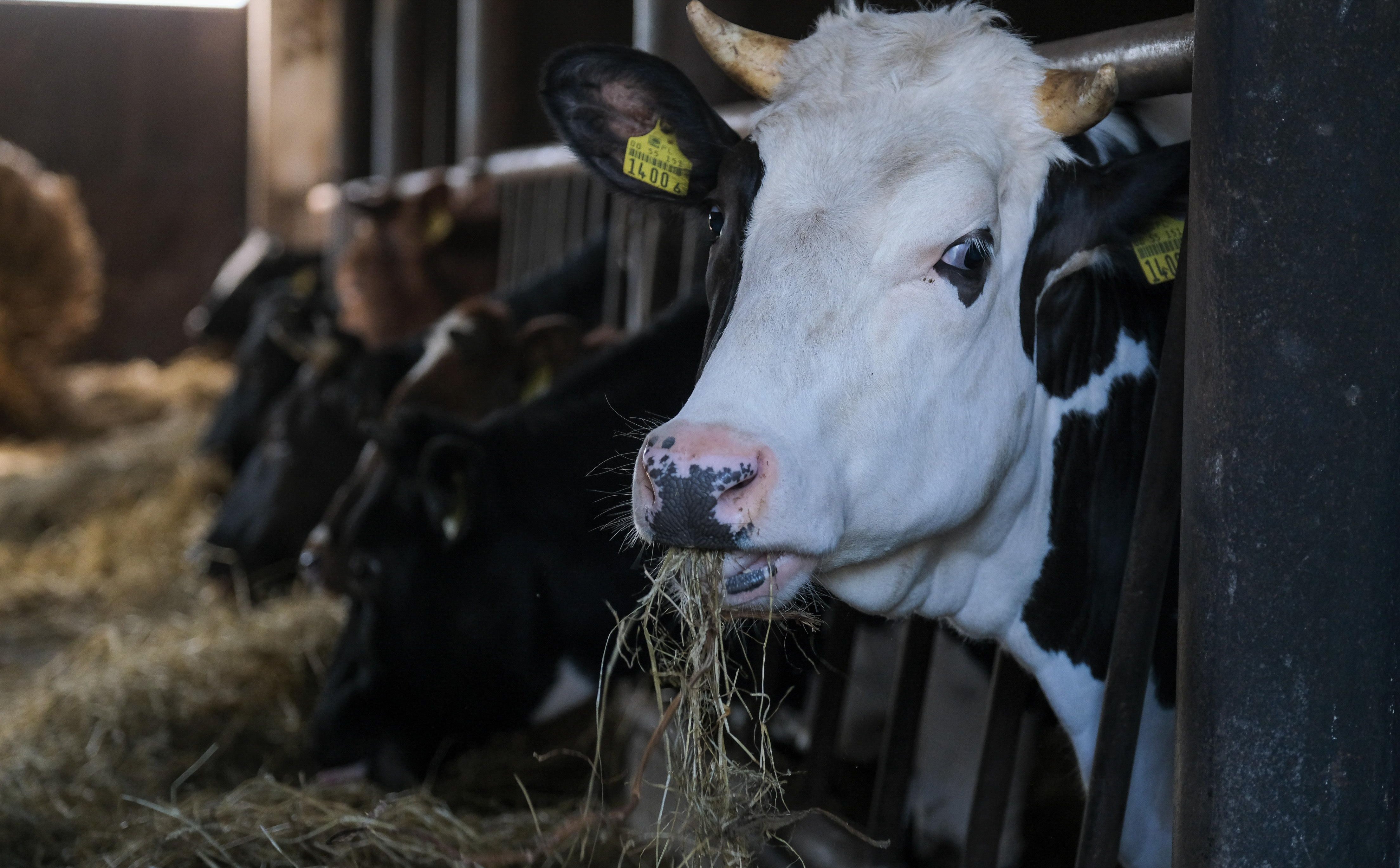 Komornik: wyłączenie wszystkich zwierząt spod egzekucji to krok za daleko