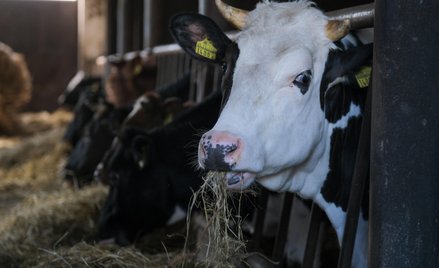 Komornik: wyłączenie wszystkich zwierząt spod egzekucji to krok za daleko