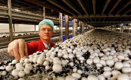 Jaki PIT zapłaci producent pieczarek