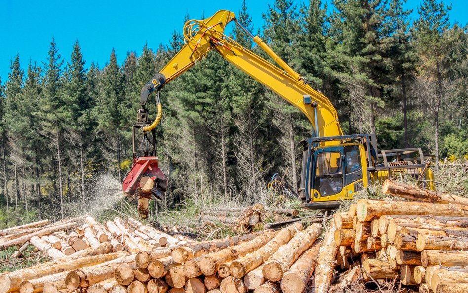 Rezygnacja z certyfikatów FSC w Lasach Państwowych mocno uderzy nie tylko w branżę meblarską, ale i 