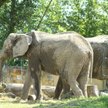 W warszawskim zoo są obecnie trzy słonie afrykańskie: Buba, Fredzia i Leon. Na zdjęciu dwa z nich.