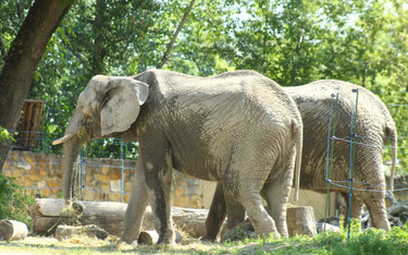 W warszawskim zoo są obecnie trzy słonie afrykańskie: Buba, Fredzia i Leon. Na zdjęciu dwa z nich.