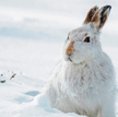 Mountain Hare (Lepus timidus) in the snow in the Scottish Highlands