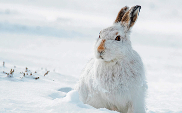 Mountain Hare (Lepus timidus) in the snow in the Scottish Highlands