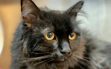 Po pięciu latach właściciel odnalazł kota. 2000 km od domu