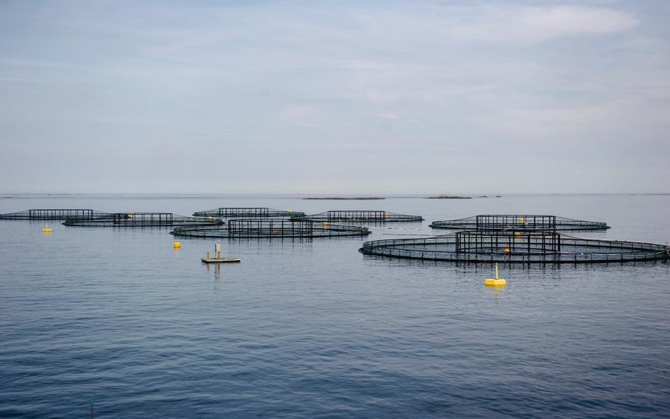 Farma hodowlana łososi należąca do firmy Salmar ASA na norweskiej wyspie Froya
