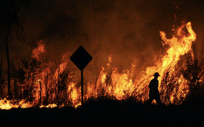 Australia: W pożarach buszu ucierpiało niemal 3 mld zwierząt