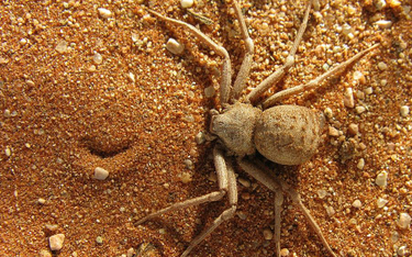Niezwykła kradzież: Zginęło 7 tysięcy owadów i pająków