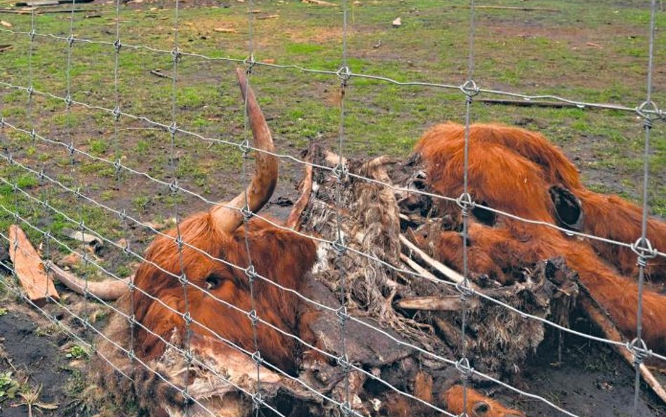 Zgodnie z szacunkami Kernela wojna w Ukrainie zmniejszyła powierzchnię pod wiosenną kampanię siewną 