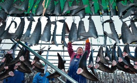 W Chinach płetwy rekina osiągają cenę 700 dolarów za kilogram. Fot. Keita Iijima