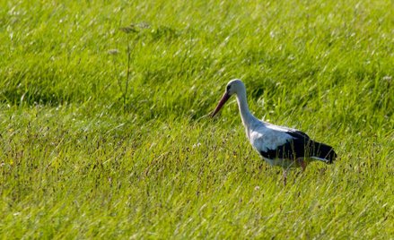 Działki pod osiedla