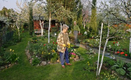 Działkowcy muszą ujawnić nazwiska użytkowników ogrodów działkowych