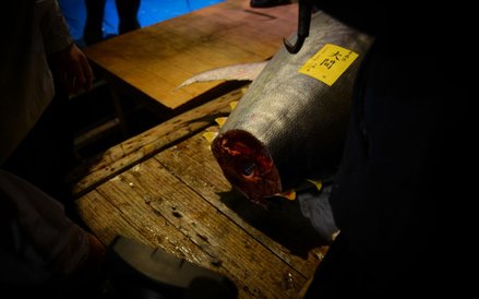 Pierwsza aukcja tuńczyków w 2017 roku na tokijskim targu Tsukiji