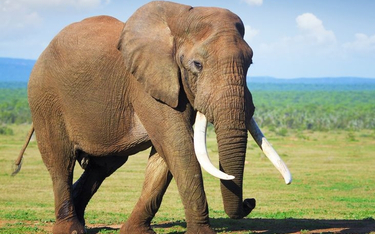 Zimbabwe będzie eksportować słonie do Chin