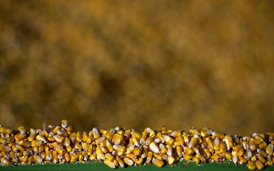 Parlament Europejski przeciwko GMO