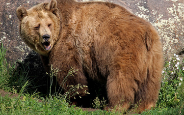 Sąd zablokował odstrzał grizzly w parku Yellowstone