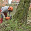 Akacja wygrała z anteną satelitarną - sąd zakazał wycinki