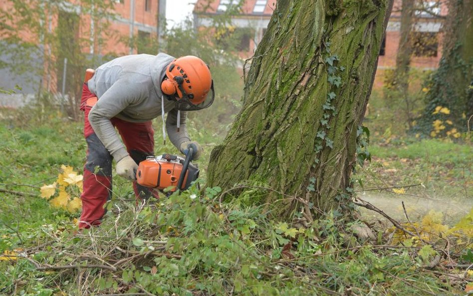 Akacja wygrała z anteną satelitarną - sąd zakazał wycinki