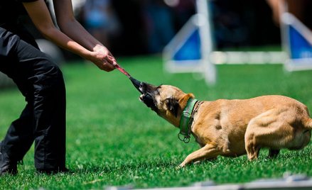 Szwajcaria: Kobieta zaatakowana i zabita przez własnego psa