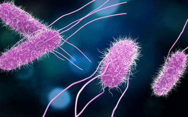 Naukowcy: Bakterie umieją zmienić kształt, by oszukać antybiotyk