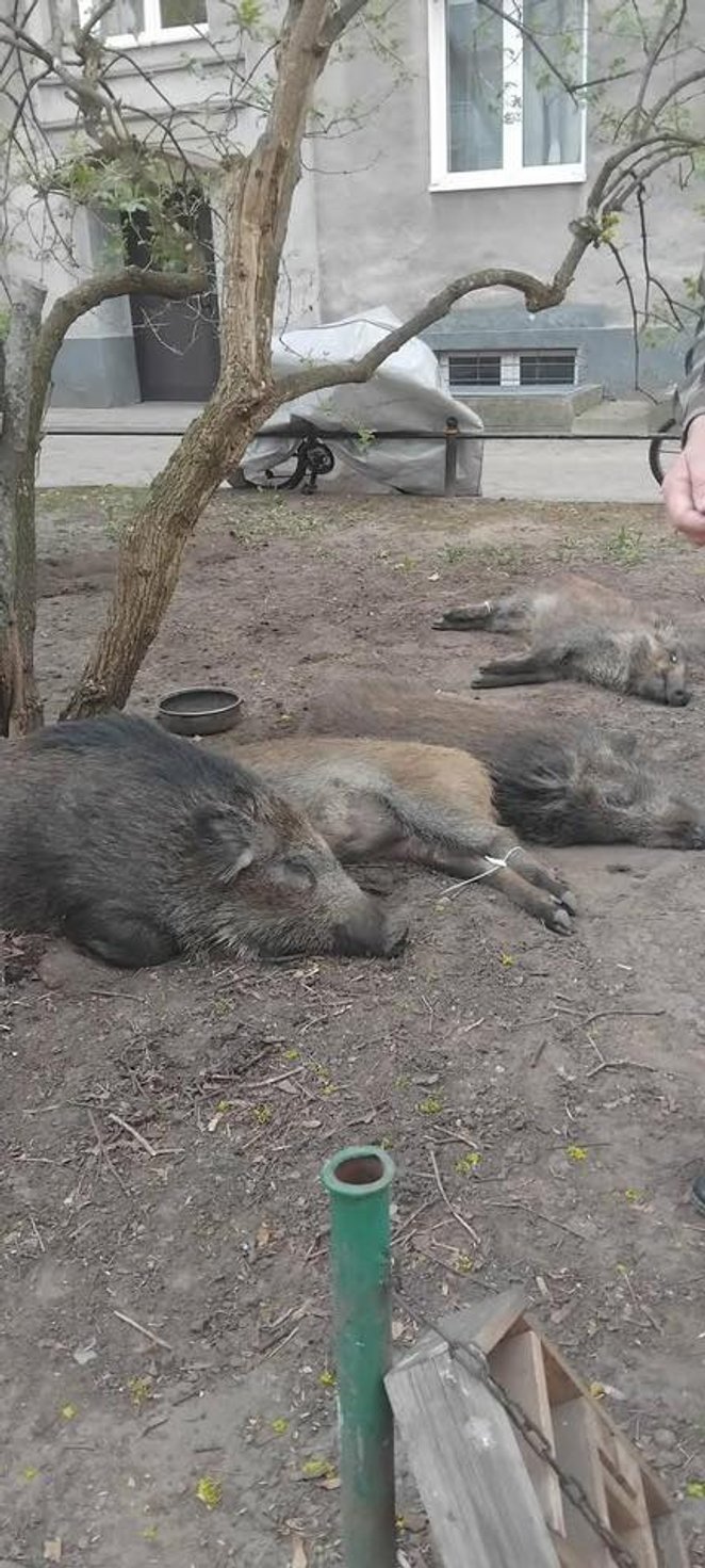 Zwłoki zwierząt odbierane są przez firmę odpowiedzialną za ich uprzątnięcie i utylizację.