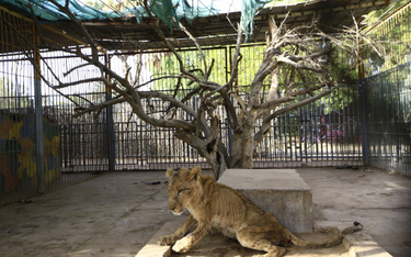 Głodujące lwy w parku dla zwierząt. "Kości przebijają się przez skórę”