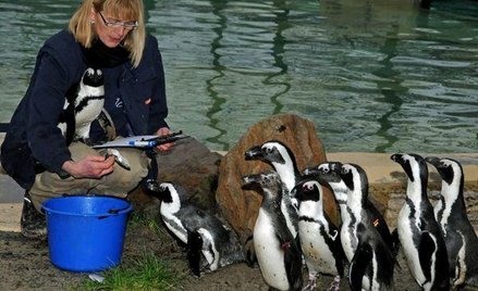 Zoo w Duisburgu (Niemcy) - czy wszystkie pingwiny już się najadły?