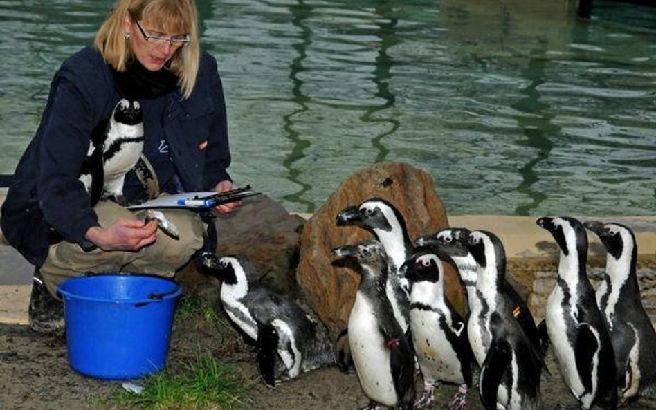 Zoo w Duisburgu (Niemcy) - czy wszystkie pingwiny już się najadły?
