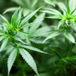 Droga gra przeciwko marihuanie na Wall Street