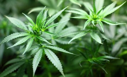 Droga gra przeciwko marihuanie na Wall Street