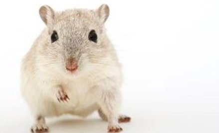 NIK o wykorzystywaniu zwierząt w badaniach naukowych