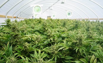 Kombinat Konopny z kolejną szybką emisją