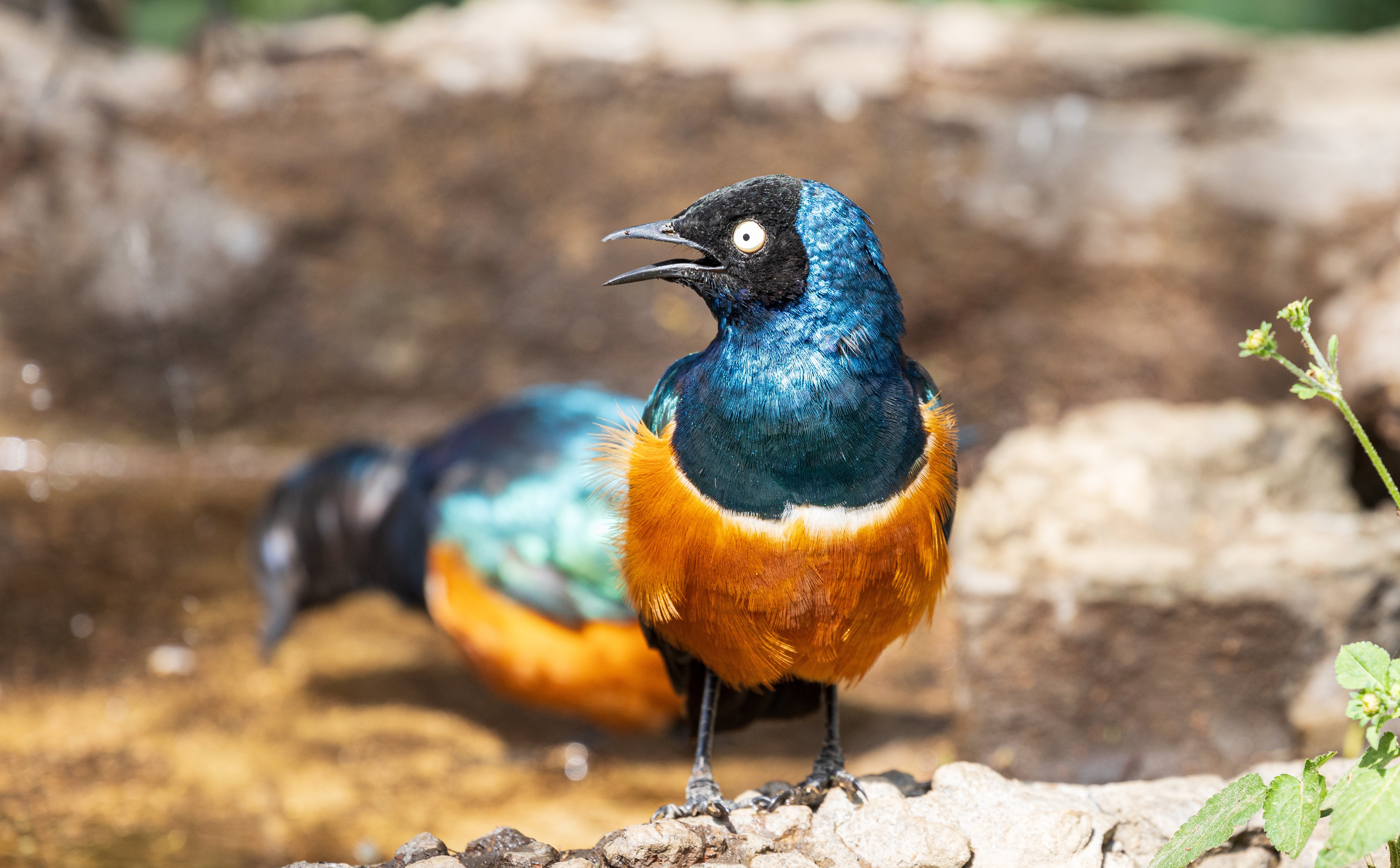 Przełomowe odkrycie naukowców dotyczące szpaków. Podważa wcześniejsze twierdzenia