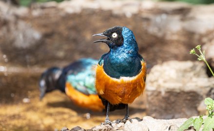 Szpaki wspaniałe tworzą więzi społeczne, które przypominają ludzką przyjaźń