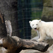 Piękne obchody Dnia Niedźwiedzia Polarnego