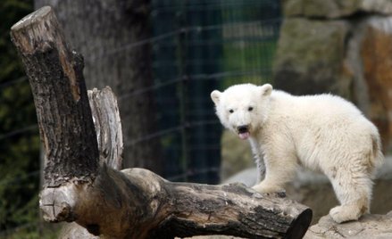 Piękne obchody Dnia Niedźwiedzia Polarnego