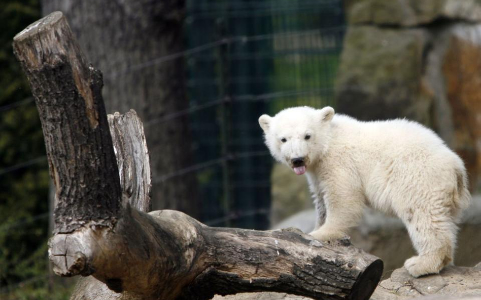 Piękne obchody Dnia Niedźwiedzia Polarnego