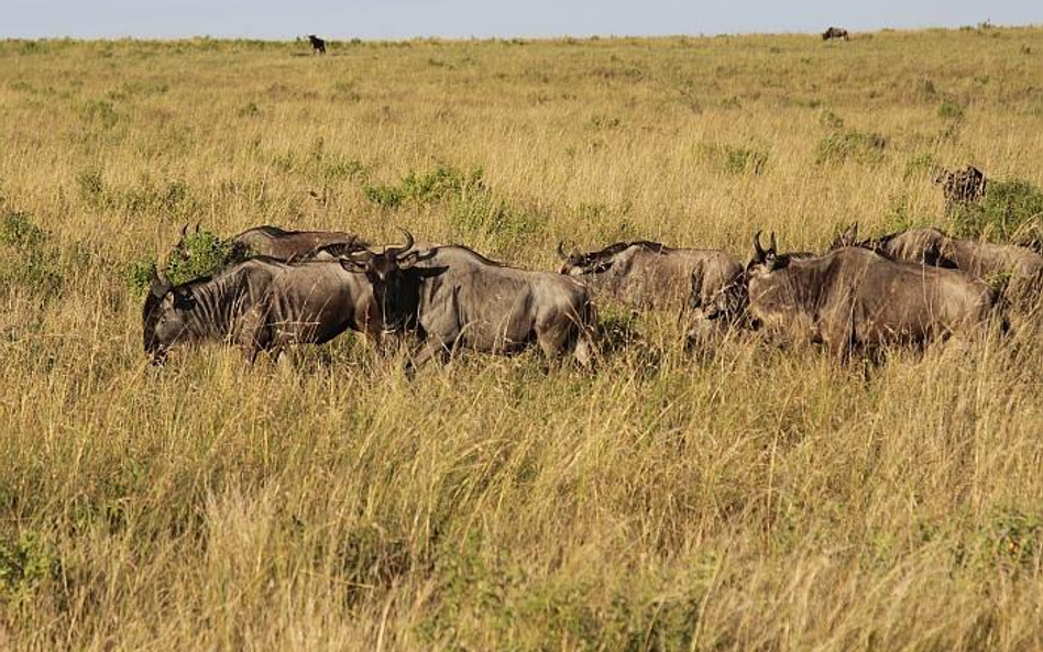 Kenia - kolej przez busz za chińskie pieniądze