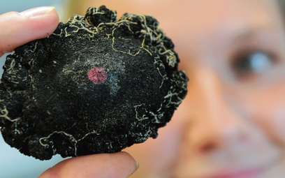 Konkrecje to niepozorne skały na dnie mórz i oceanów zawierające w sobie m.in. miedź, nikiel, mangan
