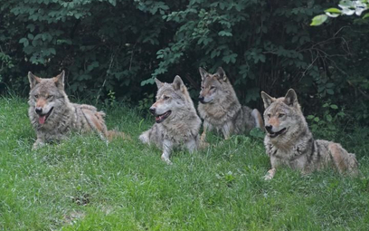 Dziś wilki są pod ochroną, a ludzie próbują przywrócić je środowisku i zmienić złe zdanie o nich