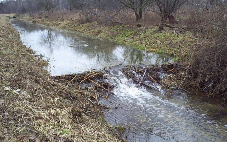 Wyeksmitują bobry