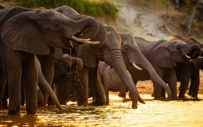Tajemnicza śmierć setek słoni w Botswanie. Przyczyna nieznana
