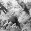 Fot. Ekshumacje ciał ofiar zamordowanych przez Niemców w 1939 r. w Piaśnicy. 7-22.10.1946