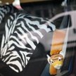 Nie zapinamy pasów bezpieczeństwa choć grozi za to mandat