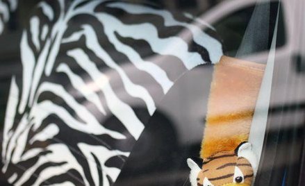 Nie zapinamy pasów bezpieczeństwa choć grozi za to mandat