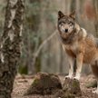 Kiedy jest możliwy odstrzał wilków